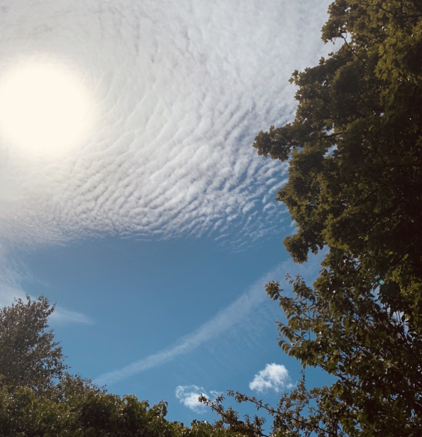 sun-clouds-trees-sunbathing-playlist-record-weekly