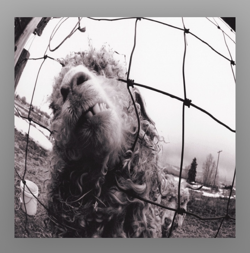 pearl-jam-cover-record-weekly