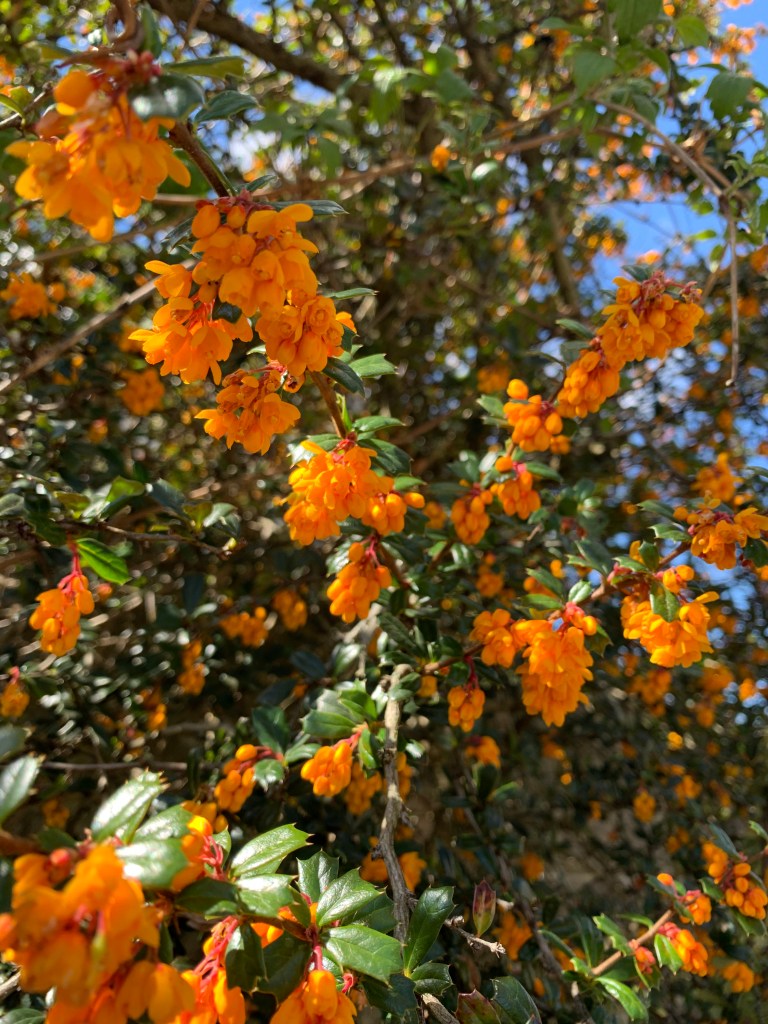 orange-flowers-new-release-roundup-record-weekly