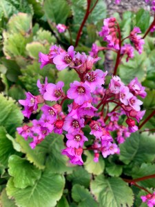 flowers-new-releases-record-weekly