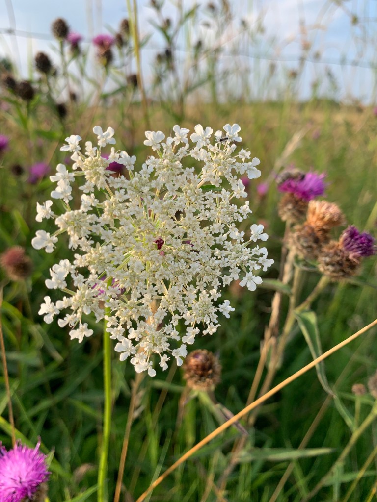 nature-reserve-new-releases-record-weekly