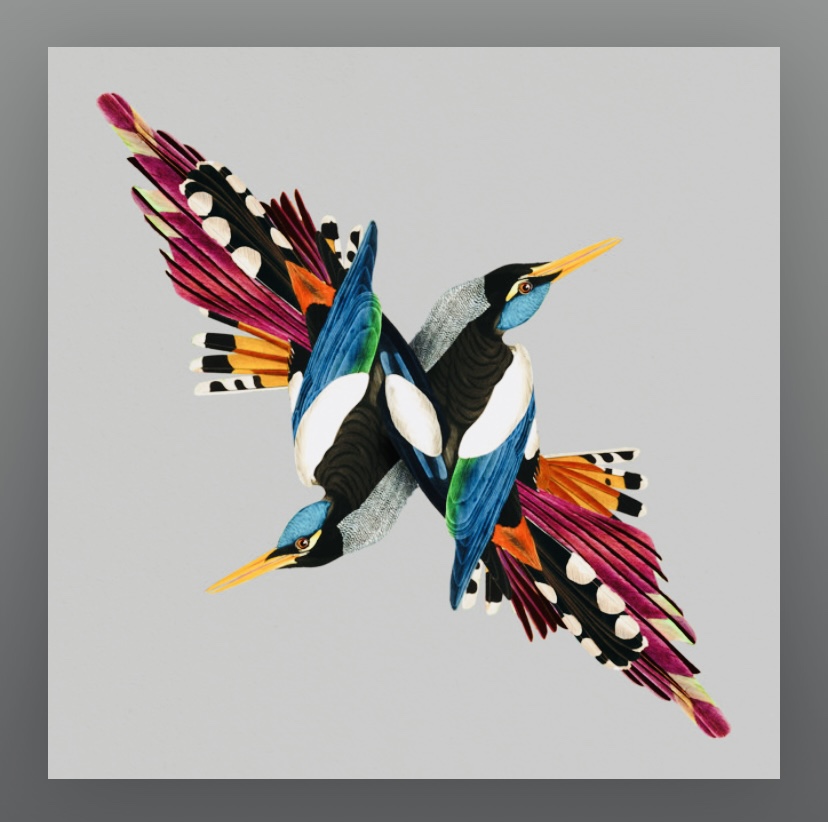 shire-t-maribou-state-record-weekly