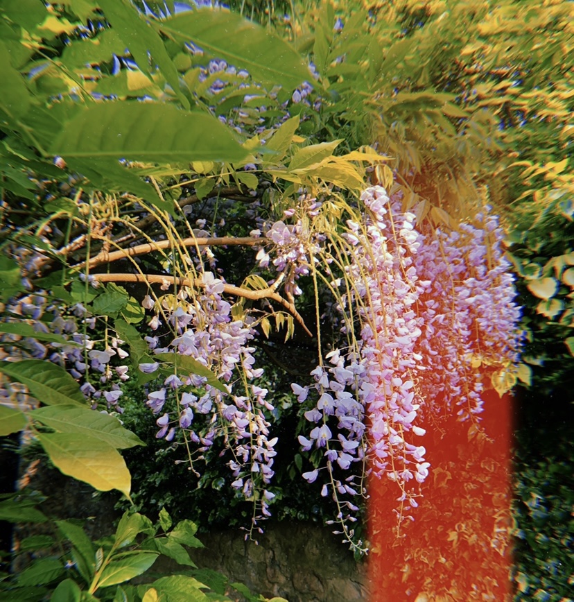 wisteria-red-stripe-june-record-weekly