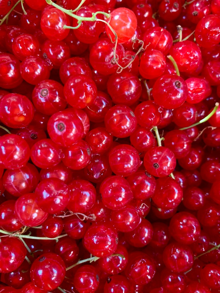 redcurrants-record-weekly