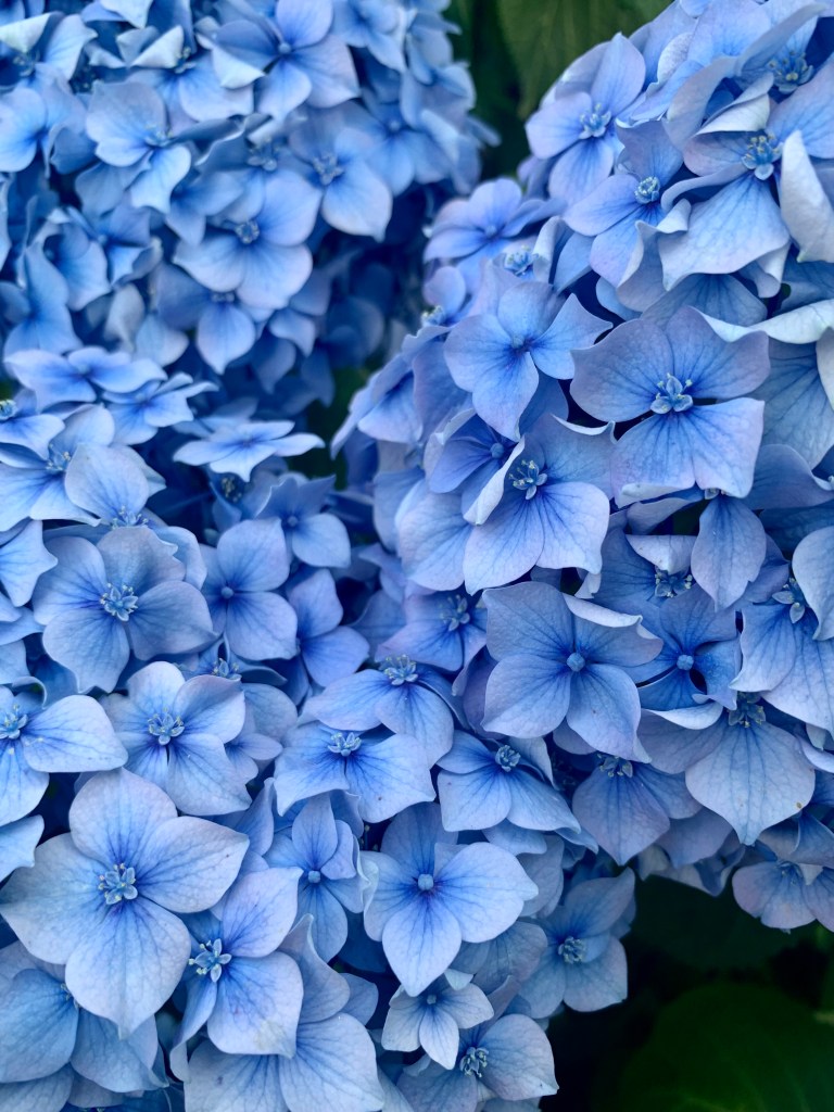 blue-flowers-record-weekly