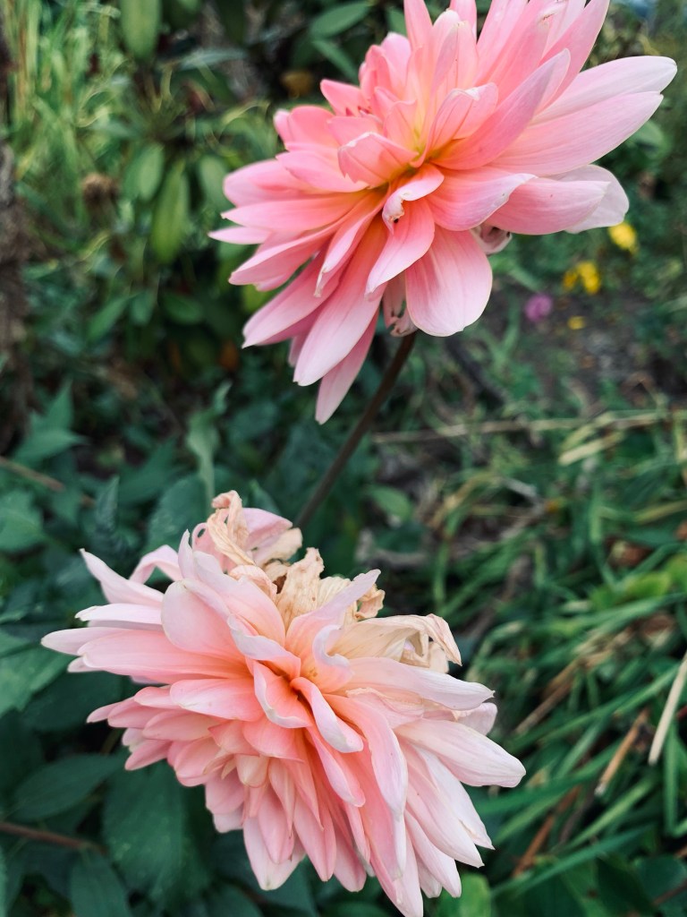 record-weekly-september-flowers-pink