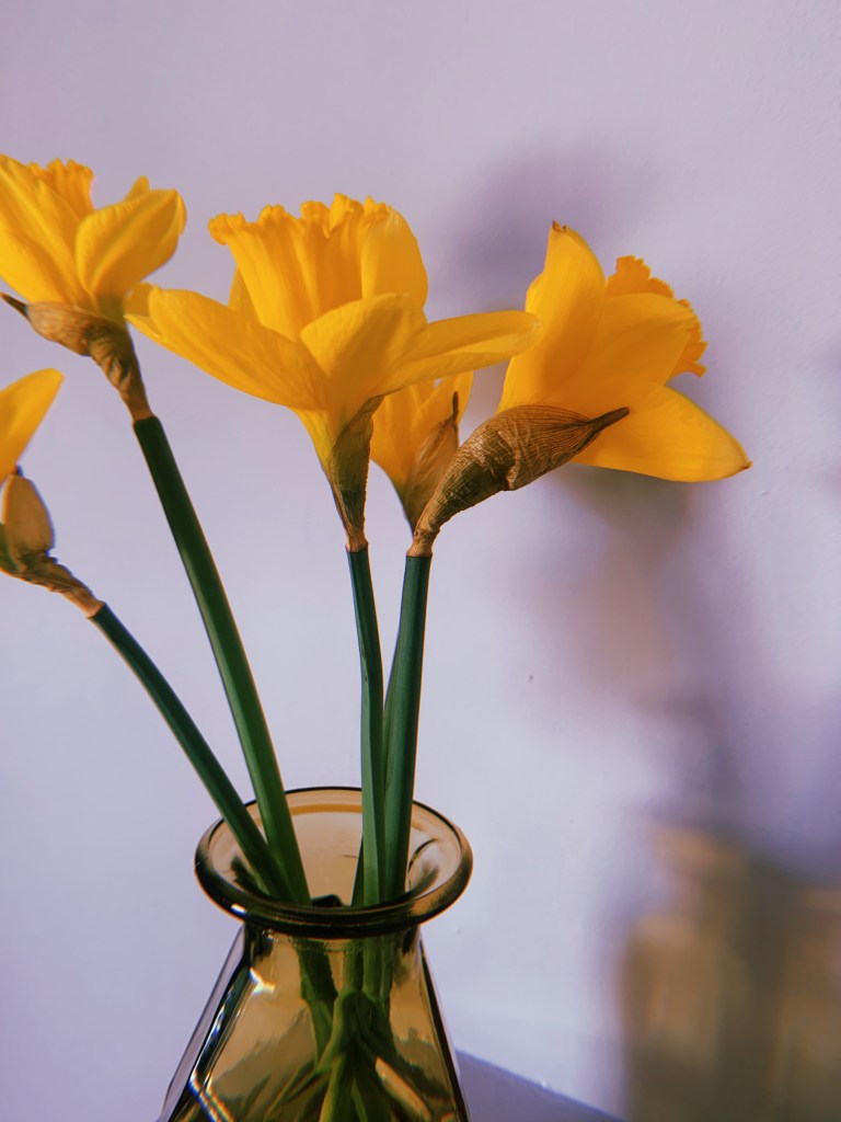 daffodils-march-2023-record-weekly