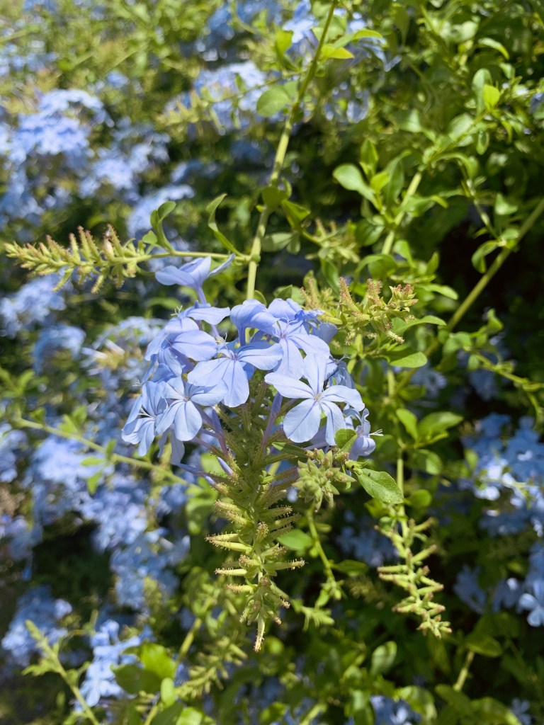 blue-flowers-montenegro-record-weekly