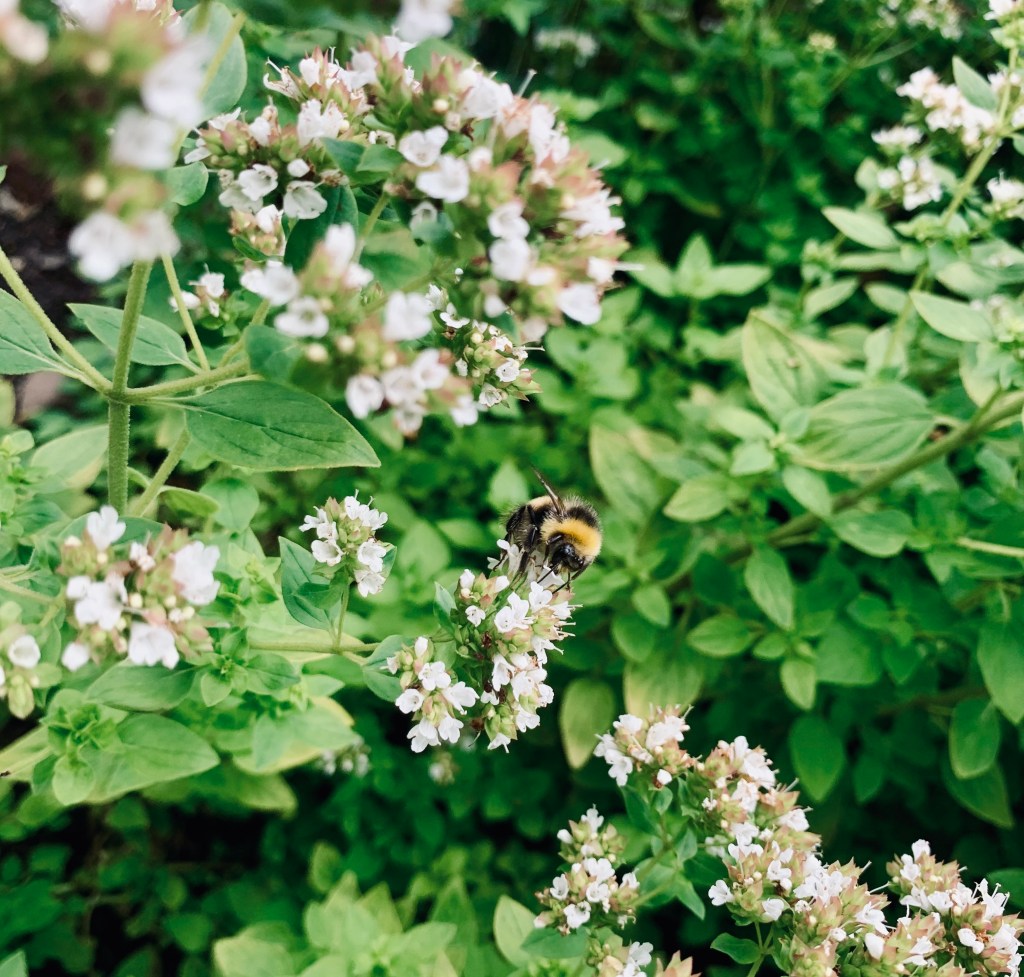 bee-flower-record-weekly