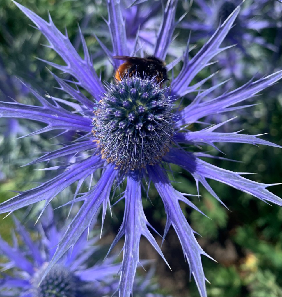 thistle-bee-record-weekly