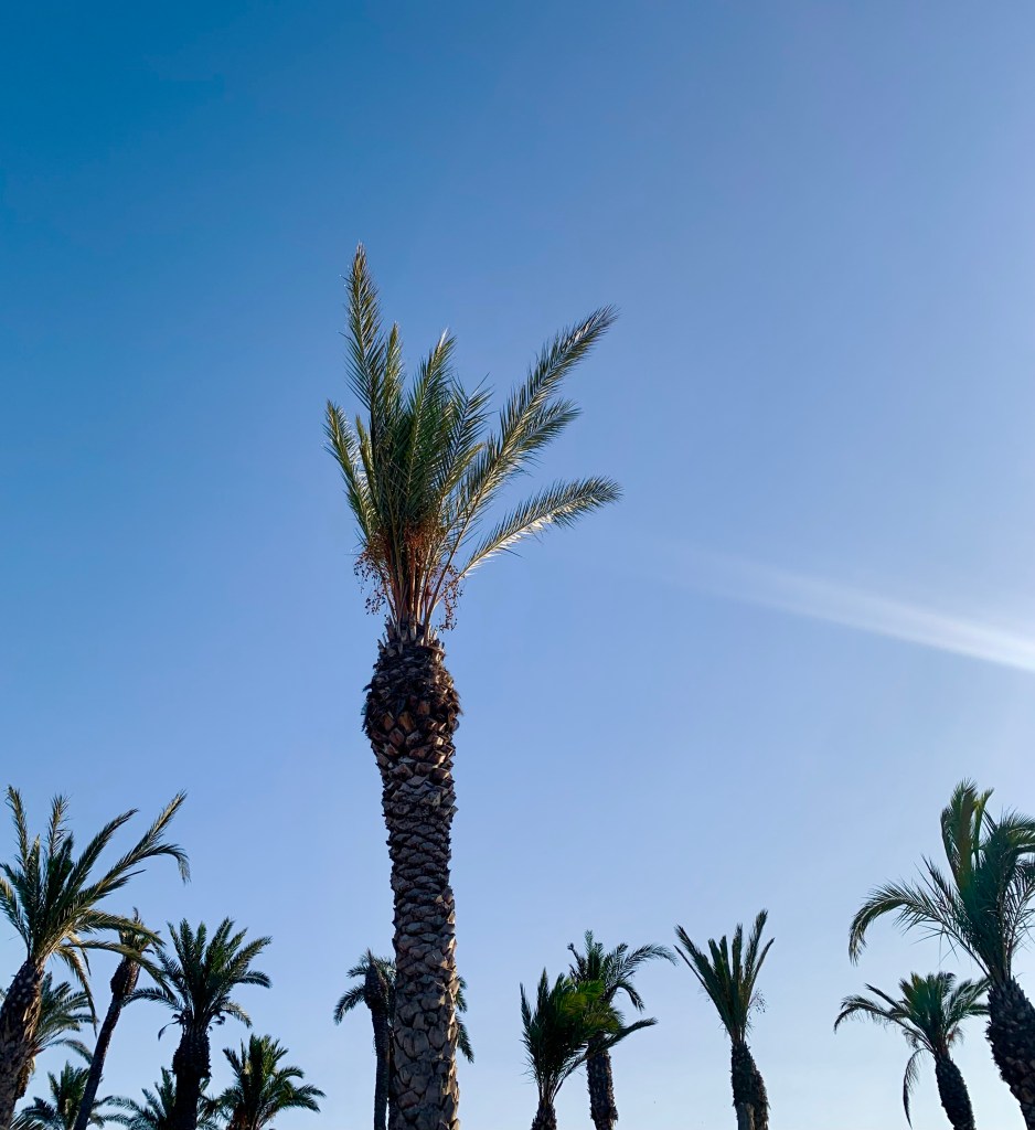 palm-trees-antalya-turkey-record-weekly