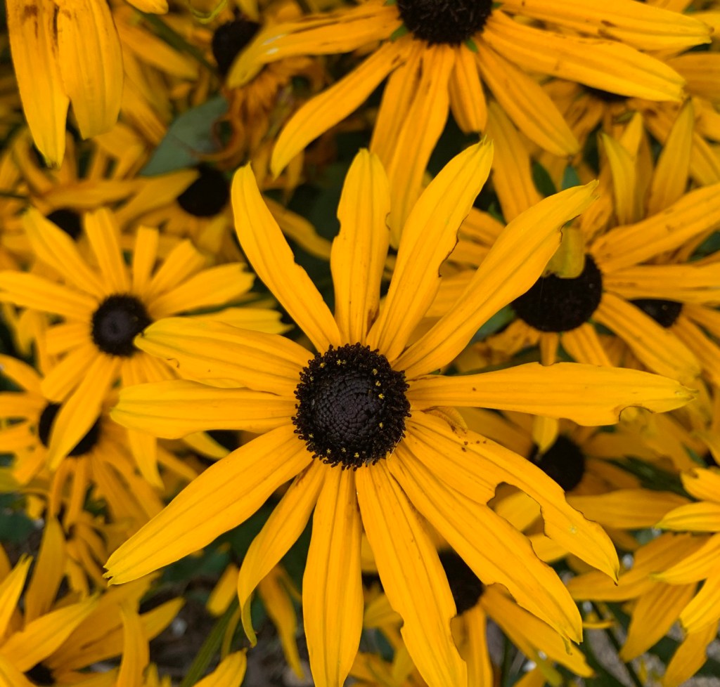 yellow-black-flowers-august-2024-record-weekly