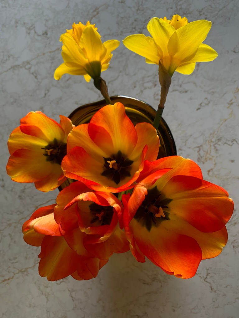 daffodils-tulips-easter-2025-record-weekly