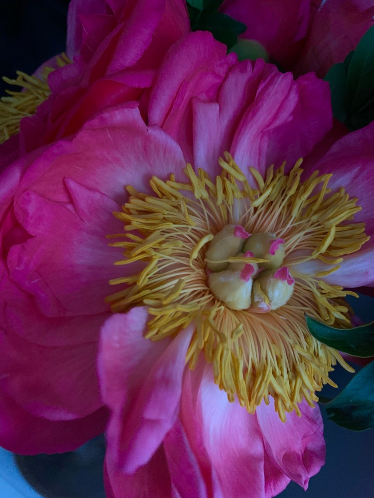 pink-peony-record-weekly