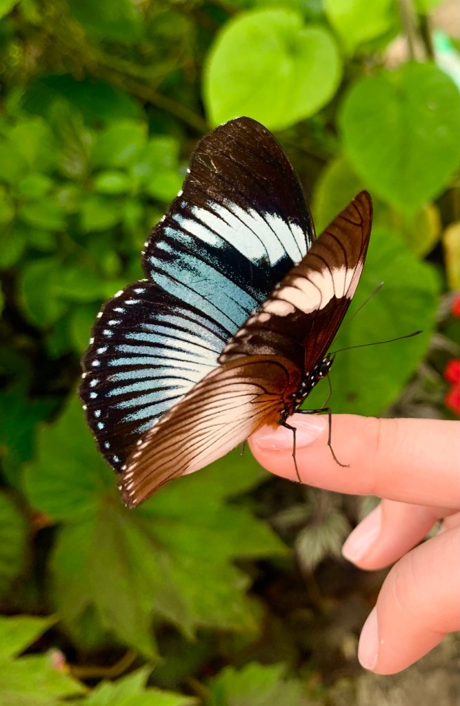 butterfly-june-2025-record-weekly