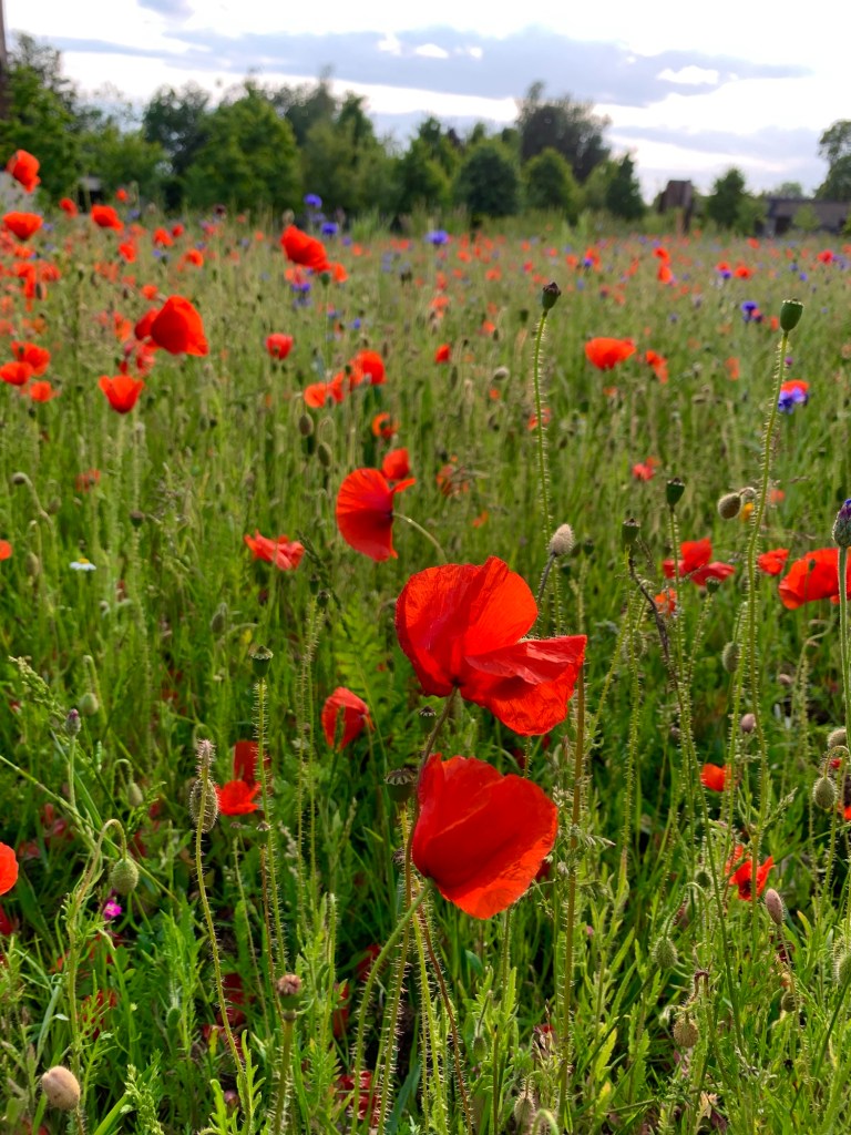 poppy-wildflower-june-2025-record-weekly
