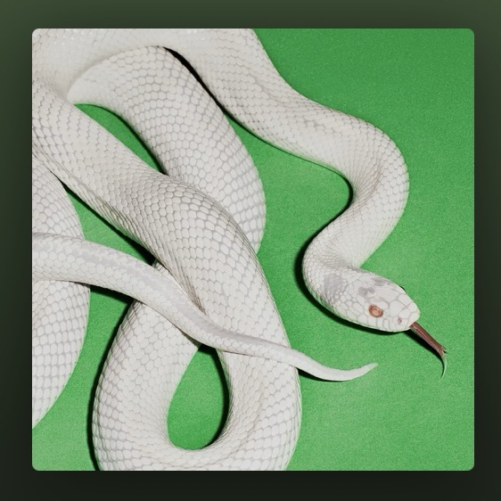 private-music-deftones-album-review-record-weekly