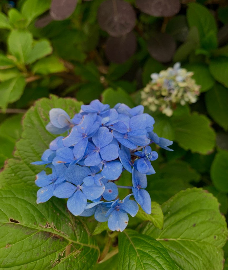 blue-autumnal-flowers-valley-september-2025-record-weekly