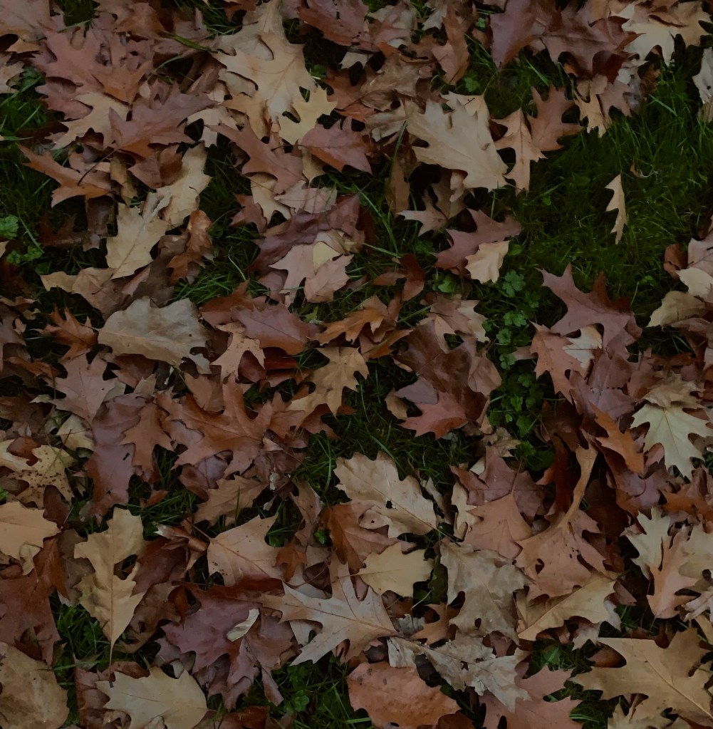 crunchy-autumn-leaves-2025-record-weekly