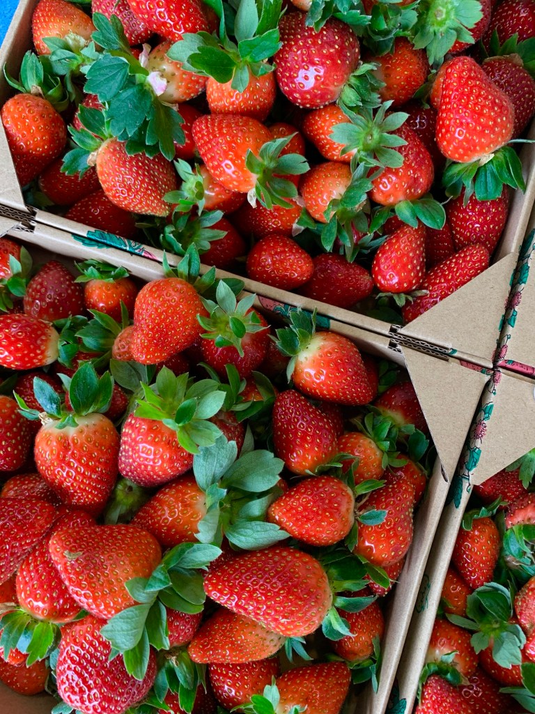 strawberries-cameron-highlands-record-weekly