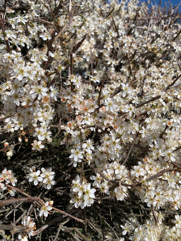 spring-blossom-2026-record-weekly