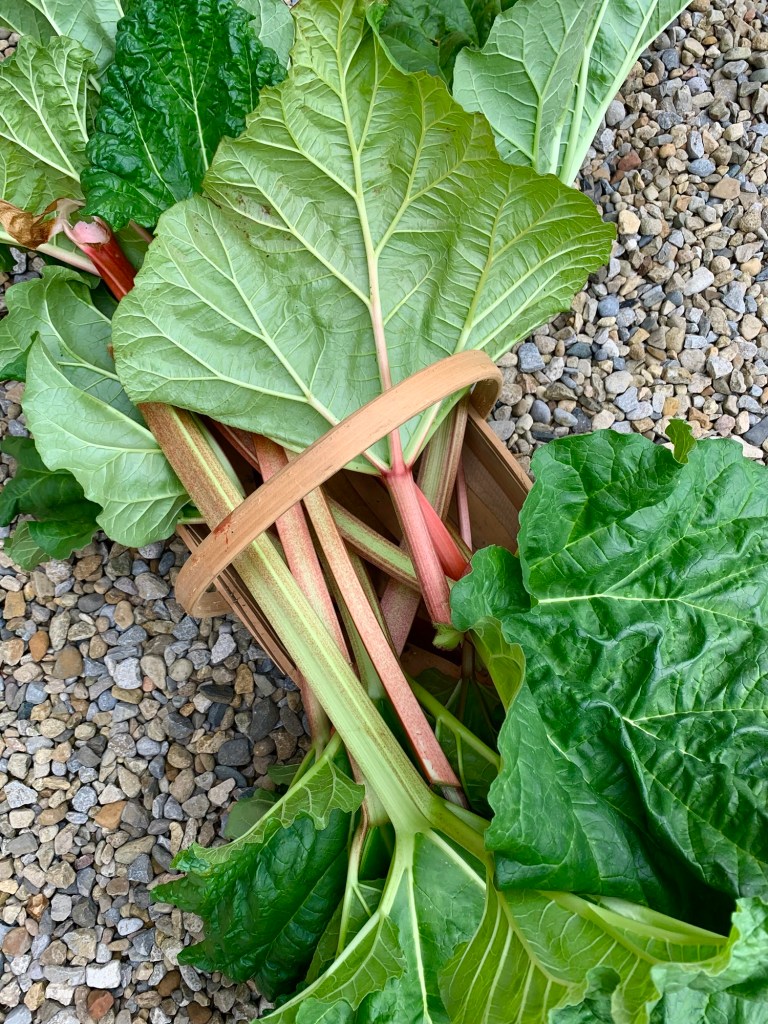 rhubarb-summer-2026-record-weekly