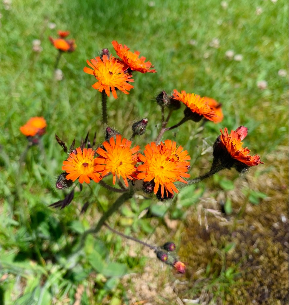 orange-flowers-june-2026-record-weekly